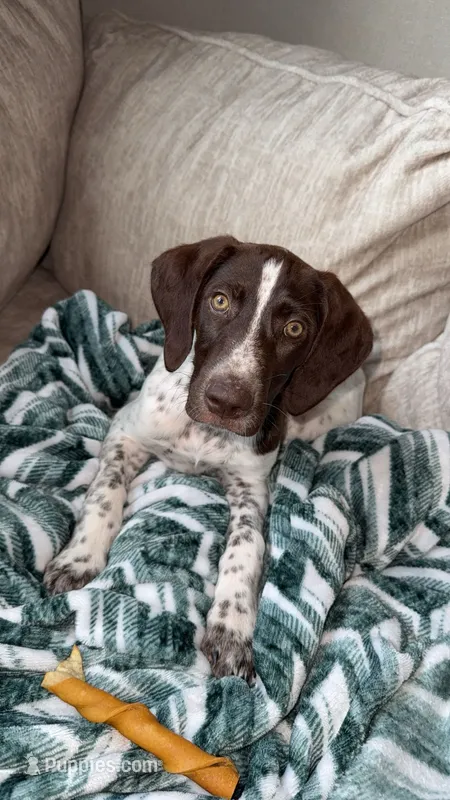 F#2 – German Shorthaired Pointer puppy for sale in Groveton, TX