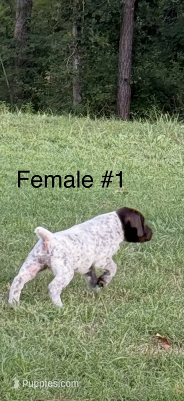 F#1 – German Shorthaired Pointer puppy for sale in Groveton, TX