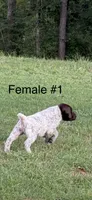 F#1, a female German Shorthaired Pointer for sale in Groveton, TX – 1 of 3