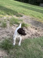 F#2, a female German Shorthaired Pointer for sale in Groveton, TX – 2 of 3