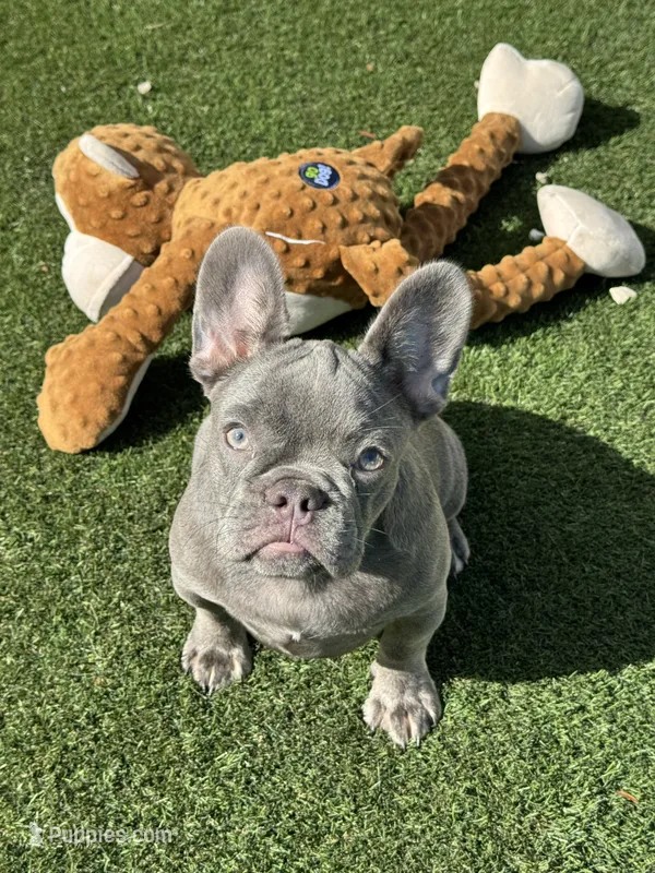 Blueberry  – French Bulldog puppy for sale in Tampa, FL