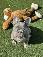 Blueberry , a female French Bulldog for sale in Tampa, FL – 1 of 4