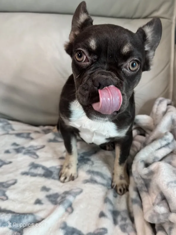 Puddles – French Bulldog puppy for sale in Tampa, FL