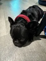 Dollar, a male French Bulldog for sale in Tampa, FL – 4 of 6