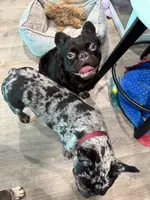 Dollar, a male French Bulldog for sale in Tampa, FL – 5 of 6