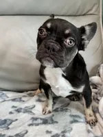 Puddles, a female French Bulldog for sale in Tampa, FL – 2 of 2