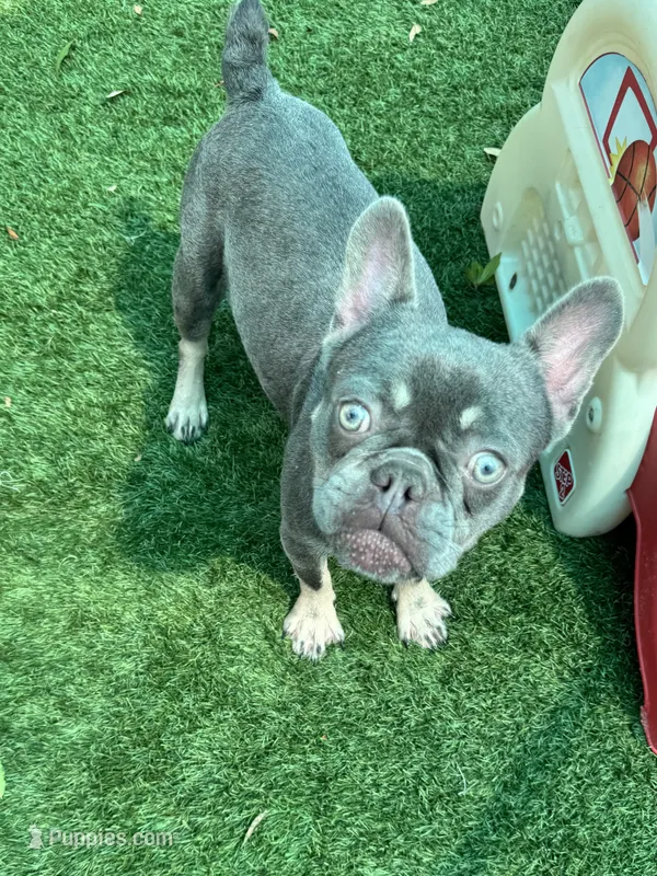 Dodger – French Bulldog puppy for sale in Tampa, FL
