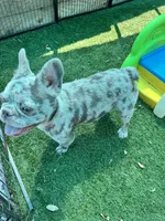 Tater, a male French Bulldog for sale in Tampa, FL – 7 of 7