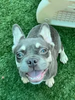 Ember, a female French Bulldog for sale in Tampa, FL – 2 of 6