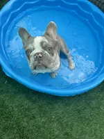 Fritos, a male French Bulldog for sale in Tampa, FL – 6 of 8