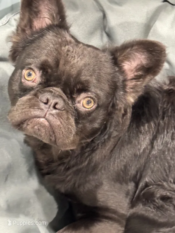 Dollar – French Bulldog puppy for sale in Tampa, FL
