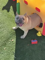 Peaches, a female French Bulldog for sale in Tampa, FL – 6 of 7