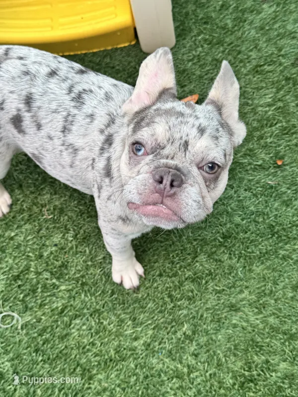 Aspen – French Bulldog puppy for sale in Tampa, FL