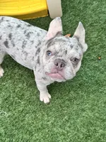 Aspen, a female French Bulldog for sale in Tampa, FL – 1 of 5