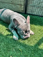 Dodger, a male French Bulldog for sale in Tampa, FL – 4 of 4