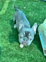 Dodger, a male French Bulldog for sale in Tampa, FL – 2 of 4