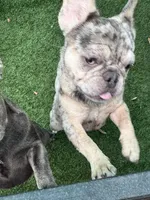 Aspen, a female French Bulldog for sale in Tampa, FL – 5 of 5
