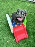 Molasses, a female French Bulldog for sale in Tampa, FL – 5 of 6