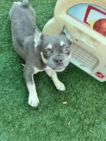 Ember, a female French Bulldog for sale in Tampa, FL – 5 of 6