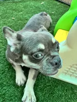 Ember, a female French Bulldog for sale in Tampa, FL – 4 of 6