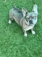 Mochi, a female French Bulldog for sale in Tampa, FL – 3 of 4