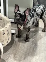 Tank, a male French Bulldog for sale in Tampa, FL – 4 of 4