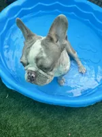 Fritos, a male French Bulldog for sale in Tampa, FL – 7 of 8