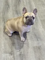 Peaches, a female French Bulldog for sale in Tampa, FL – 2 of 7