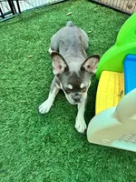 Ember, a female French Bulldog for sale in Tampa, FL – 6 of 6