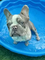 Fritos, a male French Bulldog for sale in Tampa, FL – 2 of 8