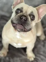 Peaches, a female French Bulldog for sale in Tampa, FL – 3 of 7