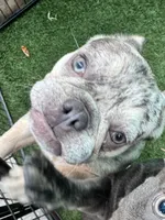 Aspen, a female French Bulldog for sale in Tampa, FL – 2 of 5