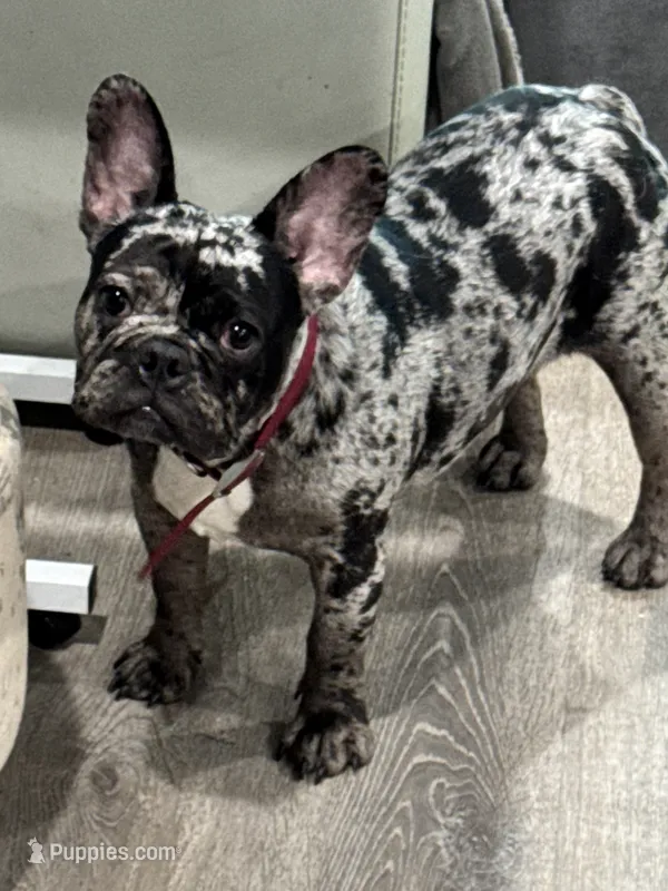 Tank – French Bulldog puppy for sale in Tampa, FL