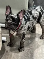 Tank, a male French Bulldog for sale in Tampa, FL – 1 of 4