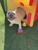 Peaches, a female French Bulldog for sale in Tampa, FL – 7 of 7
