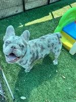 Tater, a male French Bulldog for sale in Tampa, FL – 3 of 7