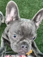 Blueberry , a female French Bulldog for sale in Tampa, FL – 3 of 4