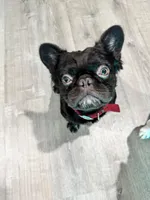Dollar, a male French Bulldog for sale in Tampa, FL – 6 of 6