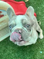 Fritos, a male French Bulldog for sale in Tampa, FL – 3 of 8