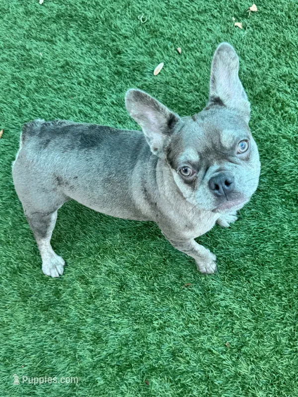 Mochi – French Bulldog puppy for sale in Tampa, FL