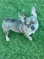 Mochi, a female French Bulldog for sale in Tampa, FL – 1 of 4