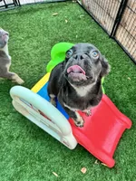 Molasses, a female French Bulldog for sale in Tampa, FL – 6 of 6