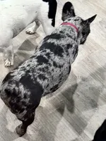 Tank, a male French Bulldog for sale in Tampa, FL – 2 of 4