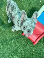 Tater, a male French Bulldog for sale in Tampa, FL – 5 of 7