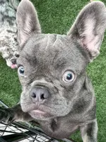 Blueberry , a female French Bulldog for sale in Tampa, FL – 4 of 4
