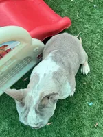 Fritos, a male French Bulldog for sale in Tampa, FL – 4 of 8