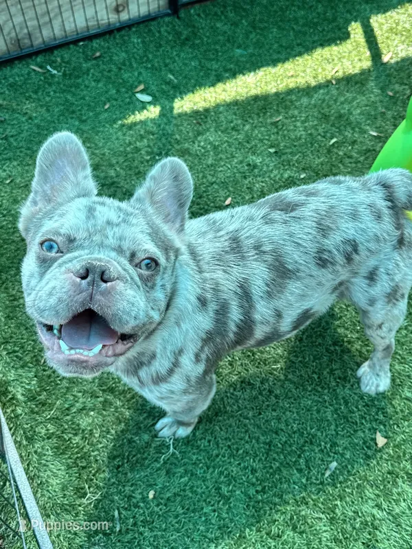 Tater – French Bulldog puppy for sale in Tampa, FL