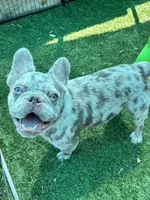 Tater, a male French Bulldog for sale in Tampa, FL – 1 of 7