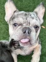 Aspen, a female French Bulldog for sale in Tampa, FL – 4 of 5