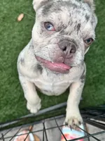 Aspen, a female French Bulldog for sale in Tampa, FL – 3 of 5